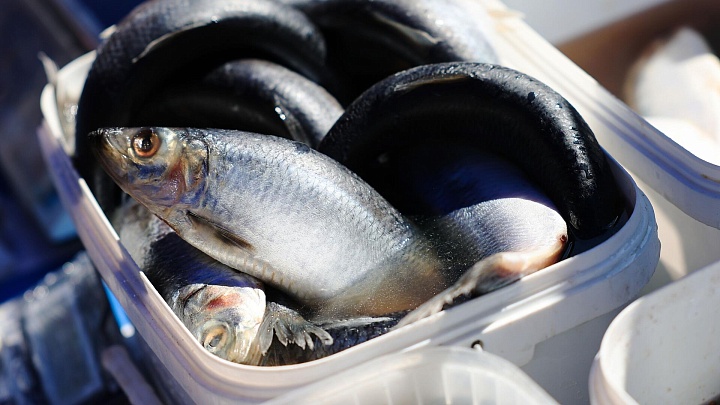 Правительство поручило представить предложения по закупкам рыбы для школ